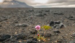 mtb iceland