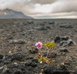 BIKE COMPANY - ©Pana Mogren-1 mtb iceland